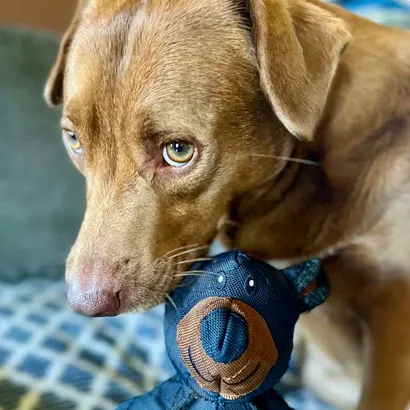 Jouet pour Chien Indestructible, Peluche Incassable et Résistante pour Chiens Actifs, Jouet Durable pour Grands Mâchouilleurs