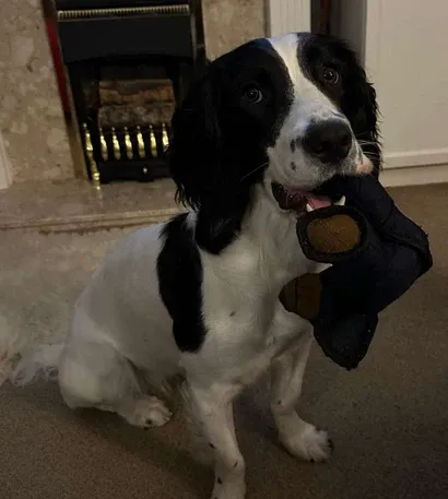 Jouet pour Chien Indestructible, Peluche Incassable et Résistante pour Chiens Actifs, Jouet Durable pour Grands Mâchouilleurs