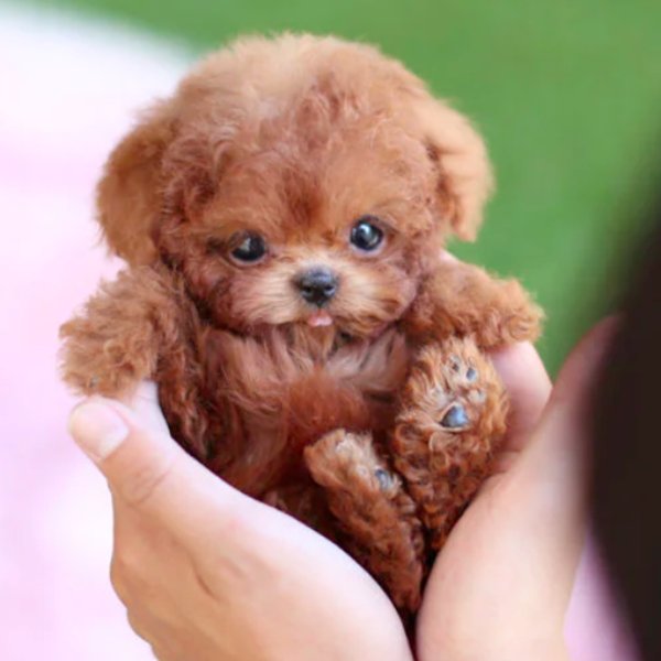 Chiot Robot Interactif En Peluche – Marche, Aboie Et Remue La Queue, Avec Piles AA, Pour Adultes Et Enfants