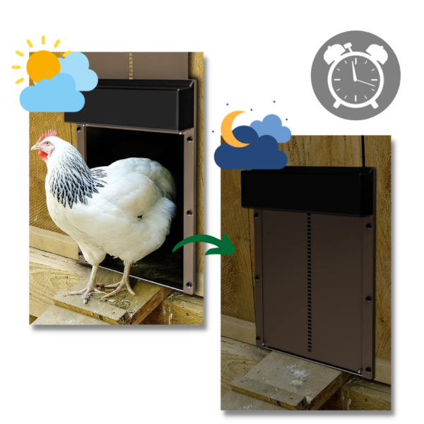 Porte Automatique pour Poulailler en Aluminium avec Détection de Lumière – Idéale pour Élevage de Poules et Protection Contre les Prédateurs